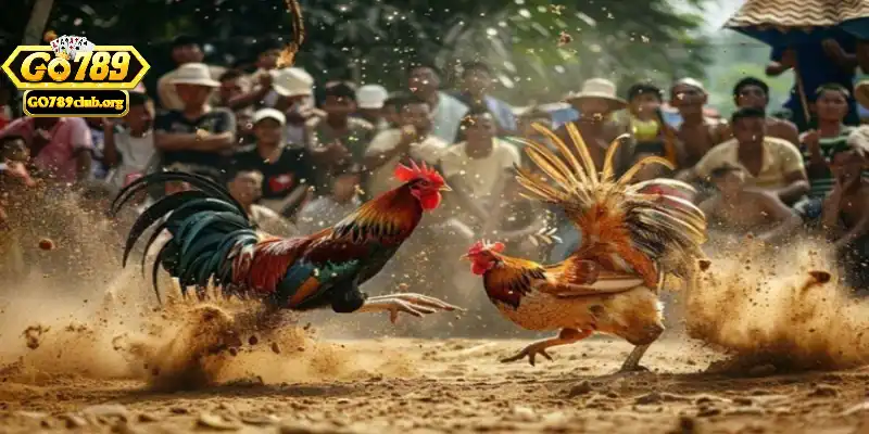 Chiến thuật rèn luyện và phân tích trận đấu