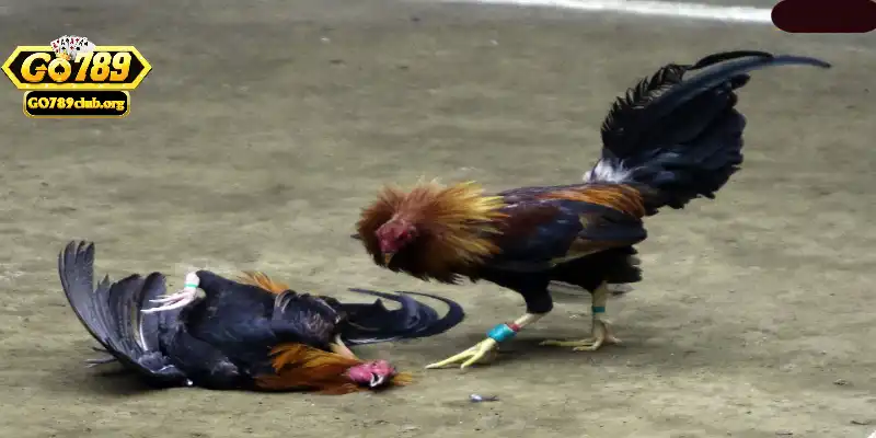 Hướng dẫn xem trực tiếp đá gà tại Go789