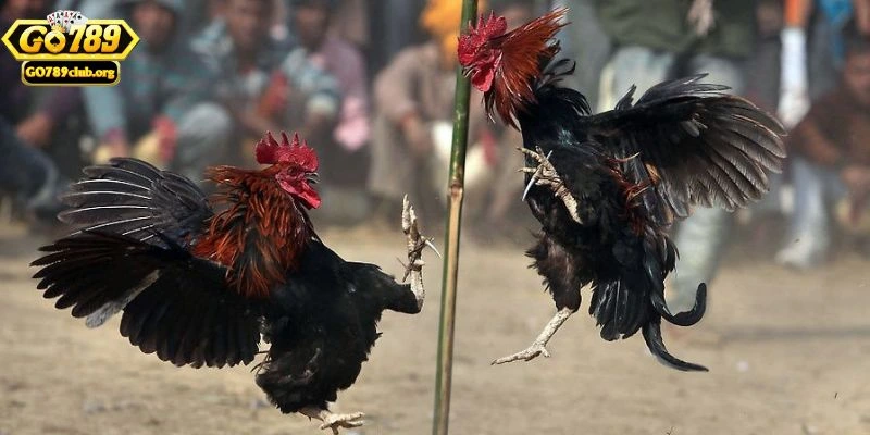 Chiến thuật thắng lớn khi chơi đá gà GO789