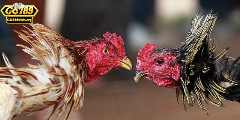 Các hình thức đá gà GO789 nổi bật